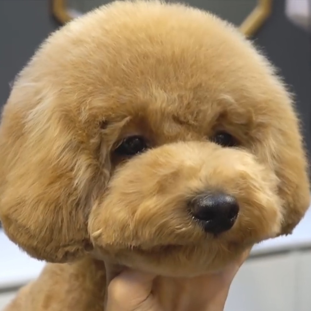 Meet your Posher, Claire